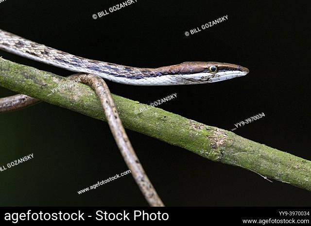 Brown Vine Snake (Oxybelis aeneus) - La Laguna del Lagarto Eco-Lodge, Boca Tapada, Costa Rica