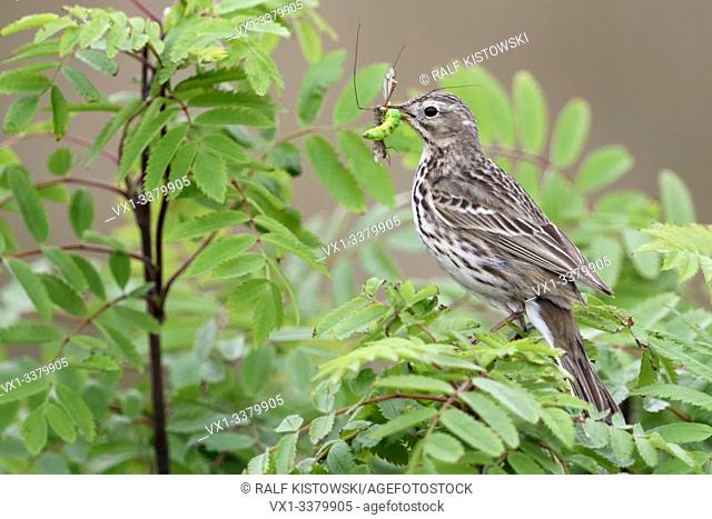 Meadow Pipit / Wiesenpieper ( Anthus pratensis ) perched in a bush, holding prey in its beak to feed chicks, wildlife, Europe