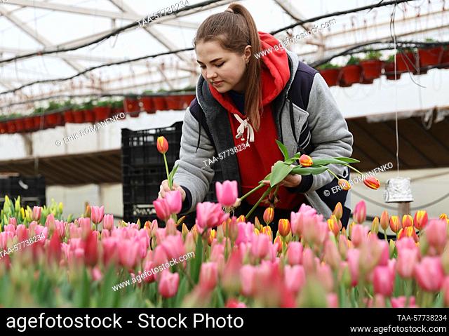 RUSSIA, ROSTOV REGION - MARCH 7, 2022: A worker harvests tulips in a greenhouse run by the OOO Talan company in the village of Olginskaya, in southwest Russia