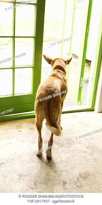 A dog hesitates at an open door - to stay or to go?