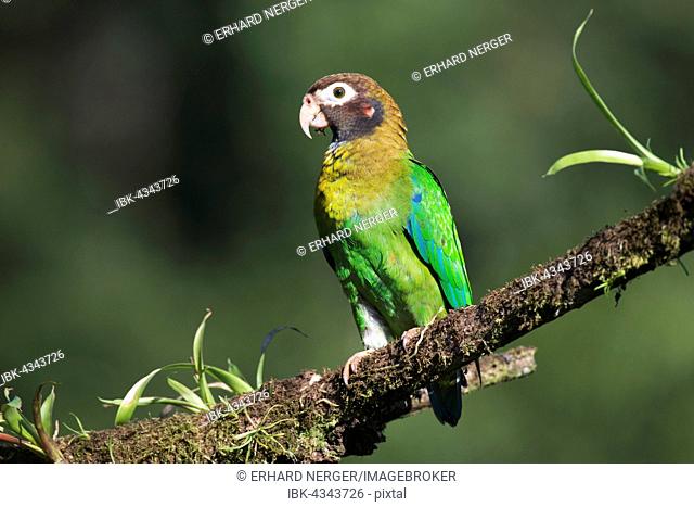 Brown-hooded Parrot (Pyrilia haematotis) perched on a tree branch, male, Heredia Province, Costa Rica