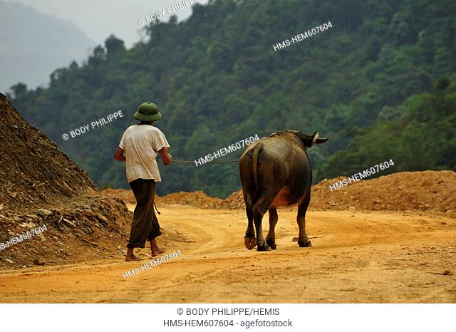 Vietnam, Ninh Binh Province, Cuc Phuong National Park, Ban Hieu, man with his buffalo
