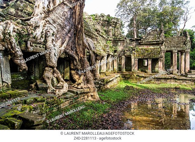 Roots of strangler tree growing between the ruins of Preah Khan Temple, built in the 12th century for King Jayavarman VII
