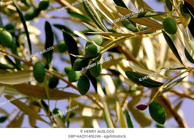 Olive tree (Olea europaea) - Branch with fruits - Southern France - Hérault (34)