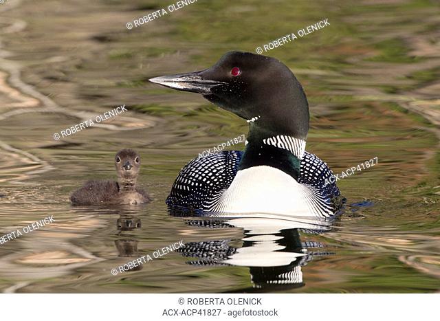Common loon Gavia immer, adult with chick, Lac Le Jeune, British Columbia, Canada