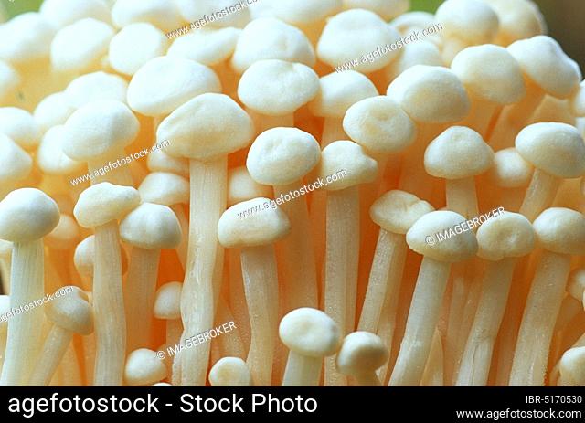 Enoki mushrooms, Golden needle mushroom (Flammulina velutipes)