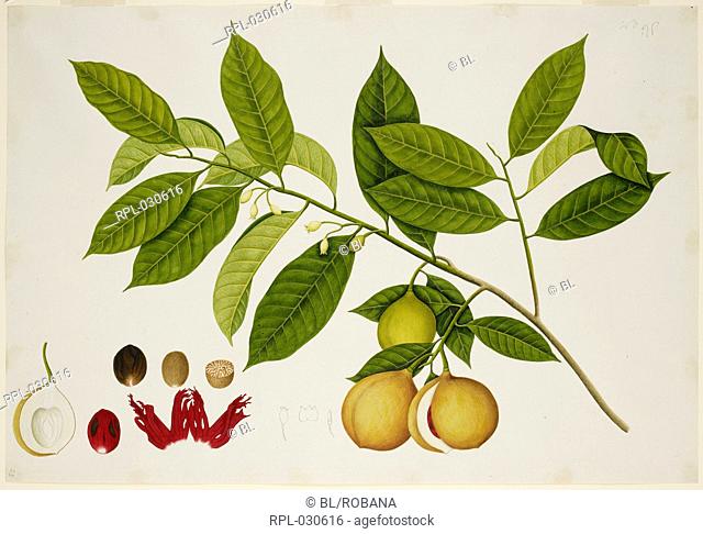 Nutmeg Tree, 'Myristica Fragrans' Hout. Myristicaceae. Nutmeg Tree. From an album of 40 drawings made by Chinese artists at Bencoolen, Sumatra