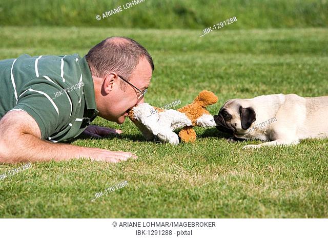 A young male pug and his keeper playing happily in a meadow with a plush toy
