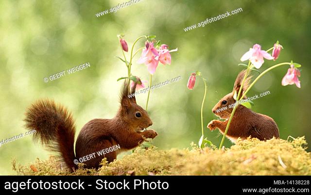 red squirrels are standing with columbine flowers