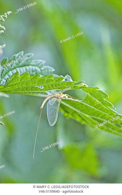 Drake Mackerel Mayfly, Ephemera vulgata. Newly emerged transparent mayfly. Mayflies are particularly sensitive to acidification