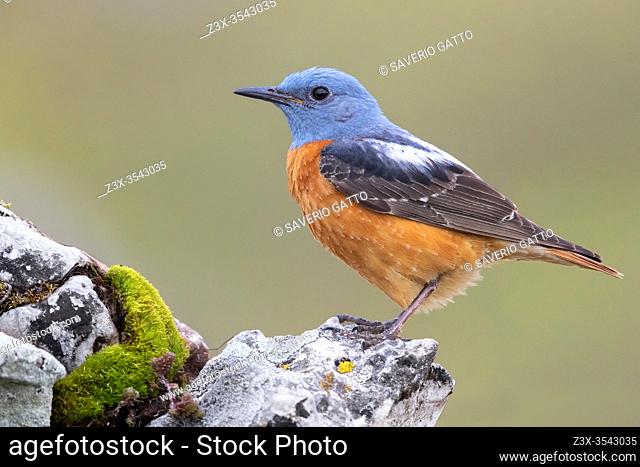 Common Rock Thrush (Monticola saxatilis), side view of an adult male standing on a rock, Abruzzo, Italy