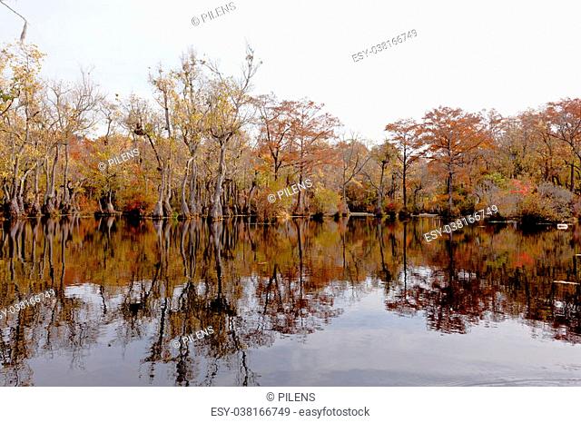 Fall colors of Water Tupelo, Nyssa aquatica, and Cypress tree, Taxodium distichum, in Merchants Millpond State Park, North Carolina, NC, USA