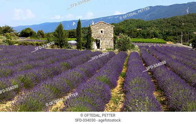 A lavender field near Vaison-La-Romaine, Provence