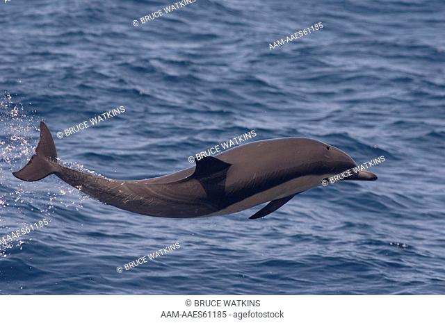 Short-beaked Common Dolphin (Delphinus delphis), jumping, Coronado Islands (Islas Coronado or Islas Coronados), Mexico, digital capture