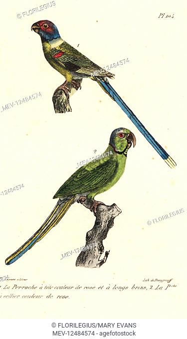Blossom-headed parakeet, Psittacula roseata, and rose-ringed parakeet, Psittacula krameri. Handcoloured lithograph from Th