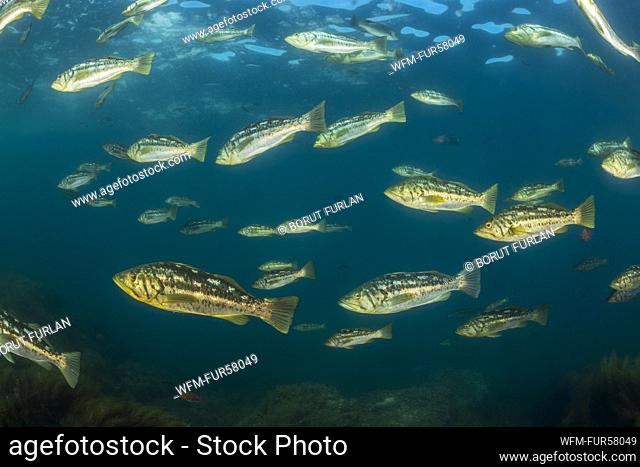 Shoal of Kelp Bass, Paralabrax clathratus, Catalina Island, California, USA