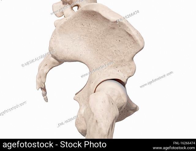 Human pelvic bone, illustration