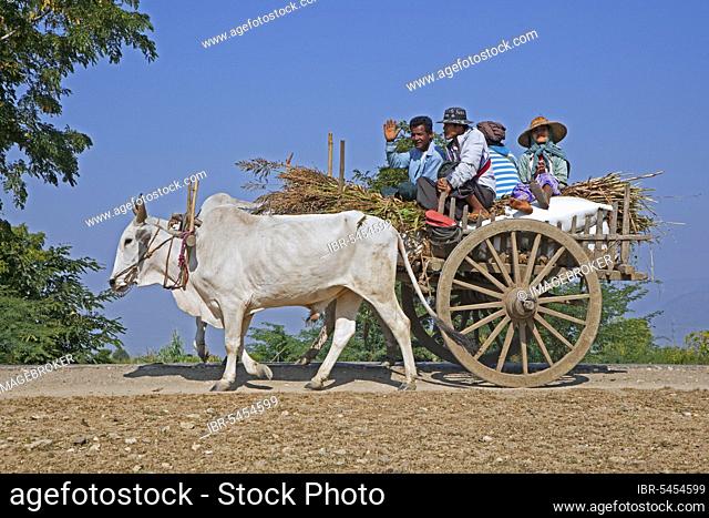 Wooden cart pulled by two zebus (Bos taurus indicus), Brahmin oxen in Myanmar, Burma