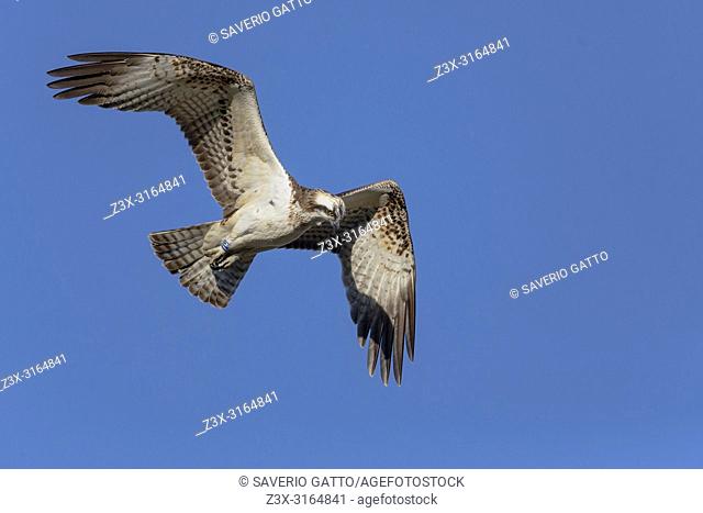 Osprey, Juvenile in flight, Campania, Italy (Pandion haliaetus)
