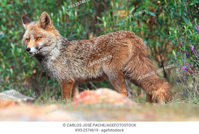 Red Fox (Vulpes vulpes). Monfrague National Park, Extremadura, Spain