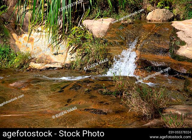 The small stream flows over rocks between different plants