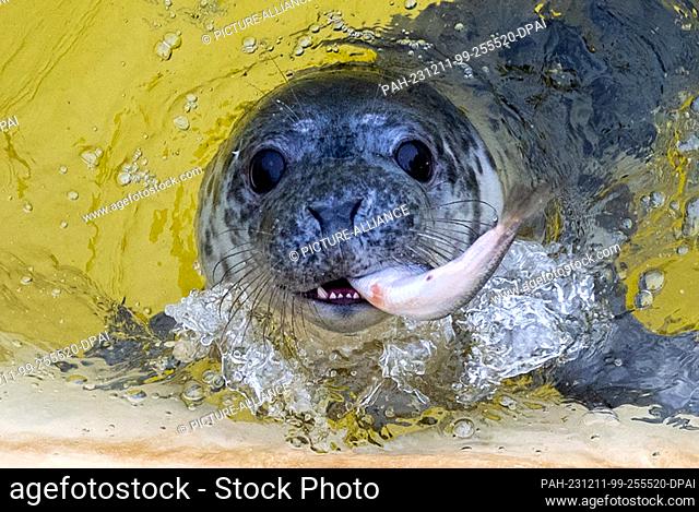 11 December 2023, Scheswig-Holstein, Friedrichskoog: Female gray seal Toni eats a fish at the Friedrichskoog seal sanctuary
