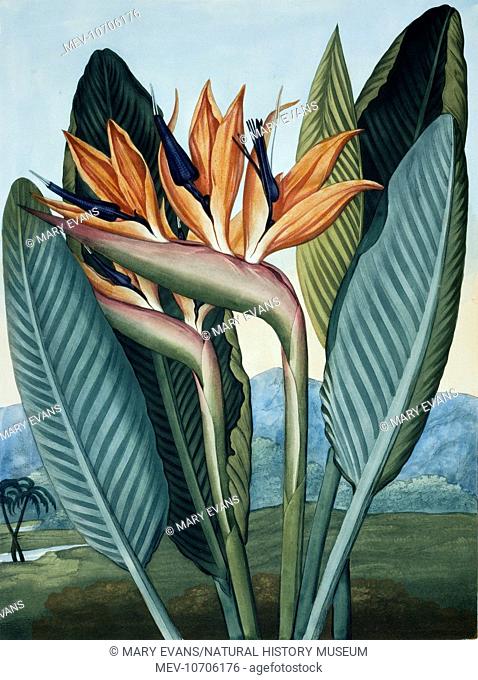 Illustration from The Temple of Flora (1812) by Dr Robert John Thornton (1768-1837)