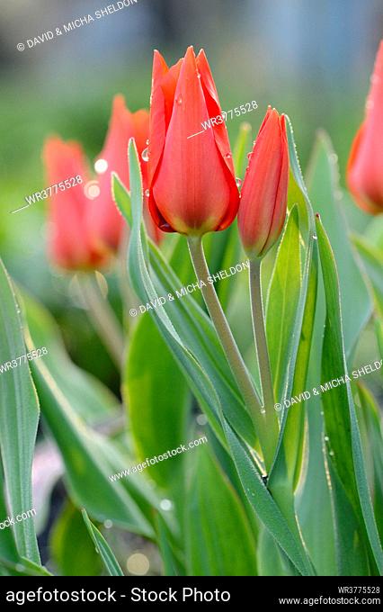 Flowering tulips