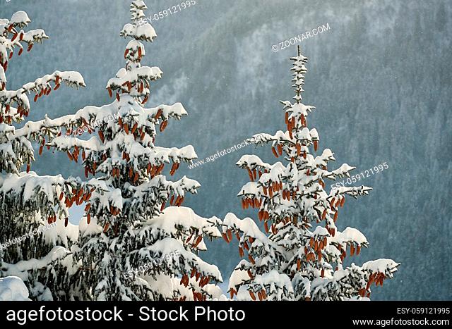 Snowy pine trees on a winter landscape, falling snow