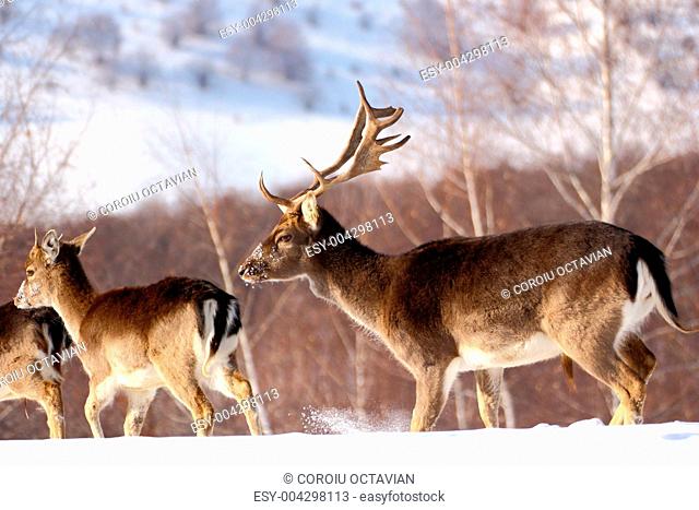 fallow deer buck and its baby stag