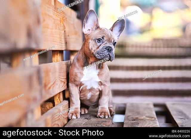 3 months old blue red fawn French Bulldog dog puppy