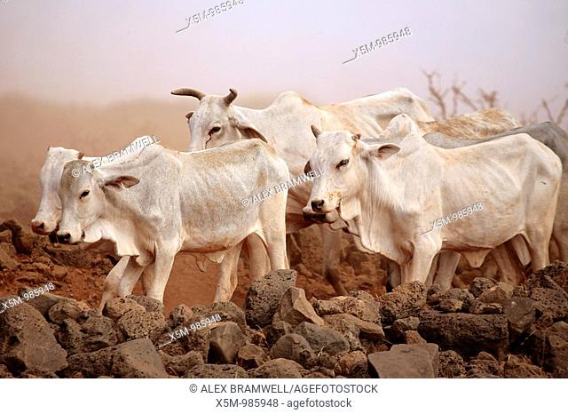 White Cattle in a Duststorm in Northern Kenya