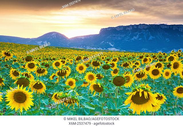 Sunflowers plantation. Arteaga village, Tierra Estella county. Navarre, Spain, Europe