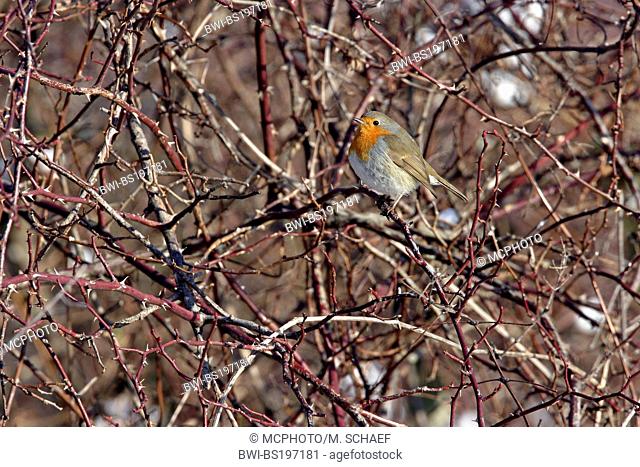 European robin (Erithacus rubecula), sitting on a twig, Germany, Rhineland-Palatinate