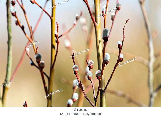 New blossom of Pussy willow, Salix caprea, spring time