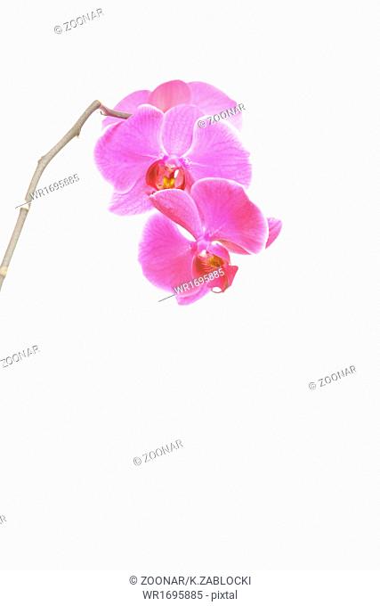 Phalaenopsis. Purple orchid on white background