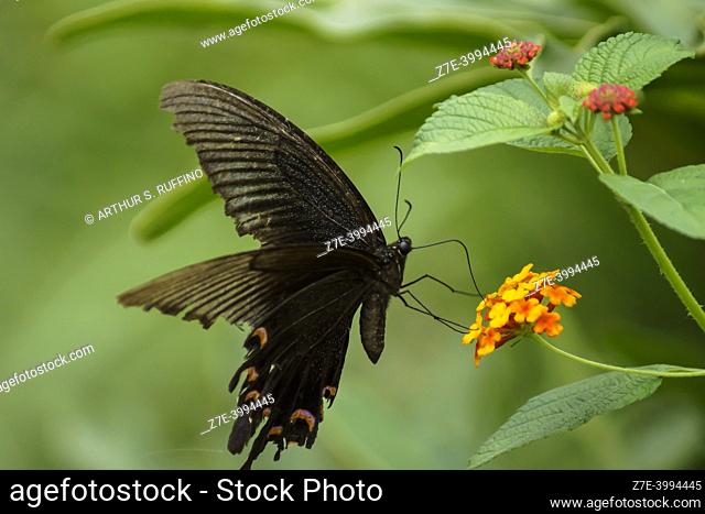 Swallowtail butterfly (Papilionidae) sipping nectar from lantana flower cluster (umbel). Closed wings. Macro. Chengdu, China