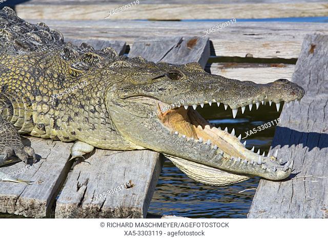 Morelet Crocodile (Crocodylus Moreletii), Rio Lagartos Biosphere Reserve, Rio Lagartos, Yucatan, Mexico
