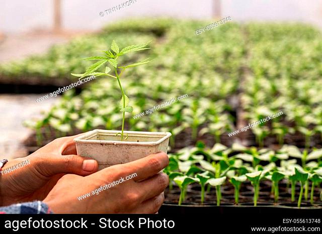 Farmers holding hemp seedlings in greenhouses, Growing cannabis seedlings, Medical marijuana cultivation concept