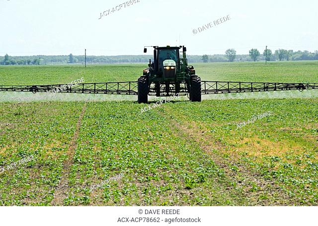 a high clearance sprayer gives a chemical application of herbicide to early growth canola, near Steinbach, Manitoba, Canada