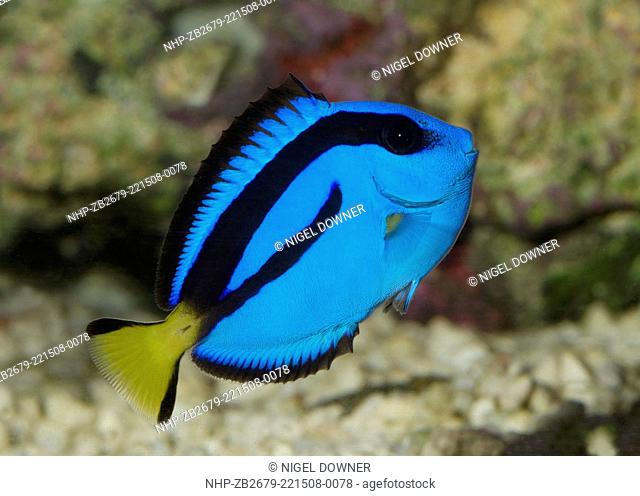A Pacific blue tang or Palette surgeonfish or Regal tang (Paracanthurus hepatus) swimming in an aquarium at the King's Lynn Koi Centre Norfolk