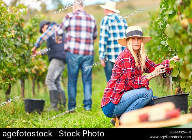 Frau als Erntehelfer bei der manuellen Traubenlese am Rebstock im Weinberg