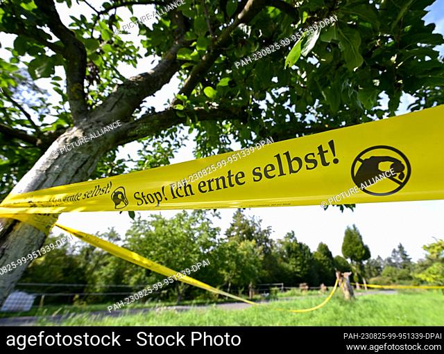 PRODUCTION - 24 August 2023, Hesse, Frankfurt/Main: A yellow barrier tape stretched across a meadow orchard on Frankfurt's Lohrberg bears the inscription ""Stop...