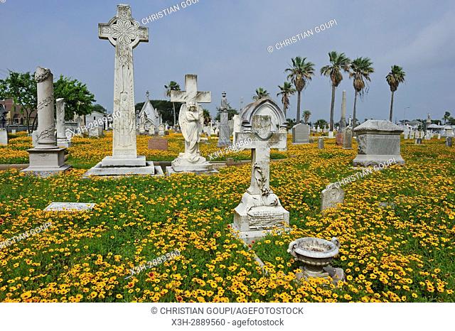 Gaillardia pulchella et Coreopsis flowerbed in the historic City Cemetery, Galveston island, Gulf of Mexico, Texas, United States of America, North America