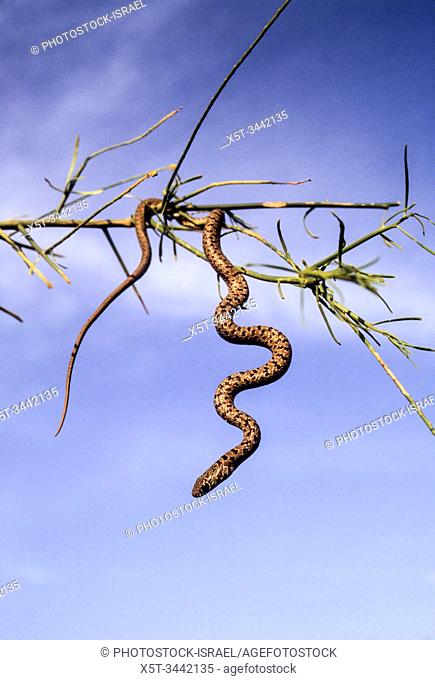 Juvenile Dolichophis jugularis, the black whipsnake, hangs from a tree
