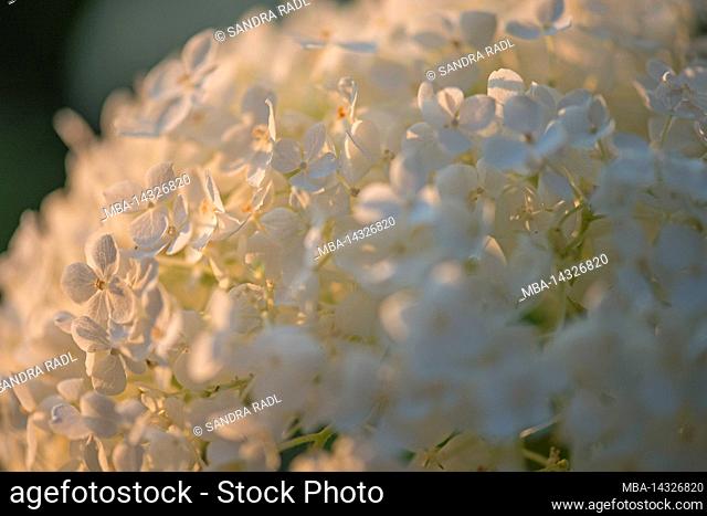 Snowball hydrangea, forest hydrangea (Hydrangea arborescens), flowers shine in the evening light