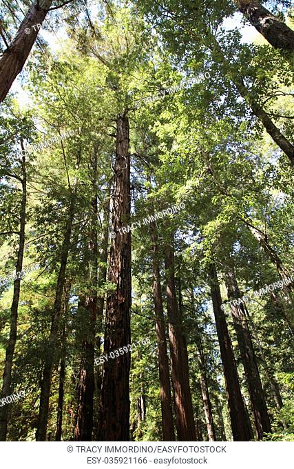 Looking up into the canopy of giant Redwood trees at Big Basin Redwoods State Park in Boulder Creek, California, USA