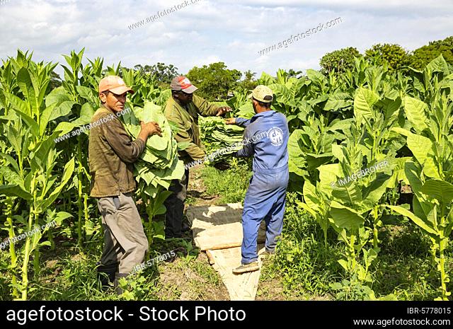 Cultivated tobacco (Nicotiana tabacum), workers harvesting tobacco leaves, Alejandro Robaina tobacco plantation, Pinar del Río Province, Cuba, Central America