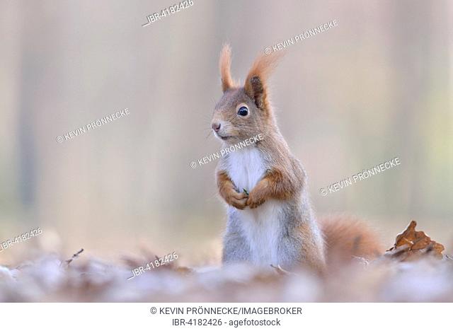 Eurasian red squirrel (Sciurus vulgaris) standing on hind legs in old autumn leaves, Saxony, Germany