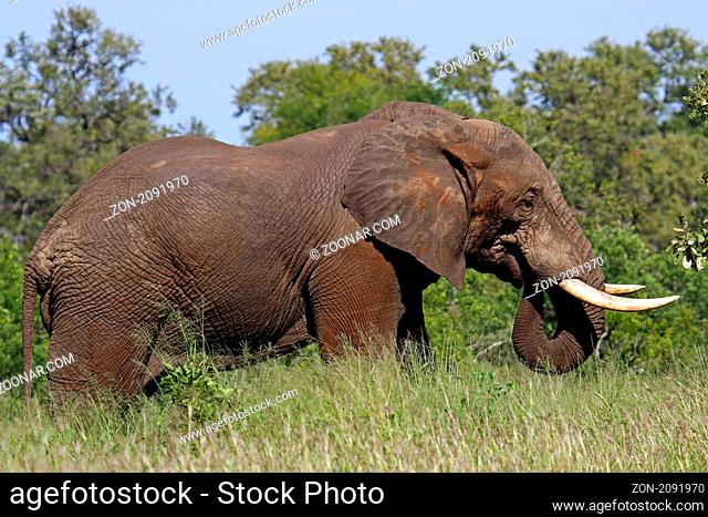 Elefant im Kruger Nationalpark Südafrika; african elephant south africa, wildlife